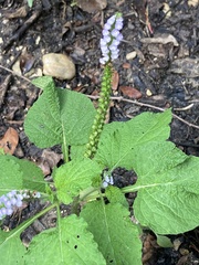 Heliotropium indicum