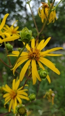 Silphium asteriscus trifoliatum