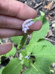 Heliotropium indicum