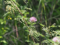 Mimosa borealis