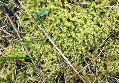 Triquetrella papillata