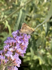 Atalopedes campestris