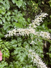 Actaea racemosa