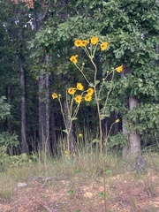 Helianthus silphioides