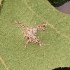 Aleuroplatus coronata