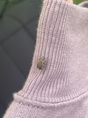 Brachypera zoilus