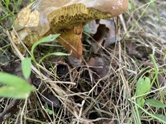 Cyanoboletus pulverulentus