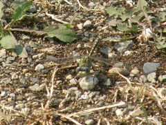Ophiogomphus severus