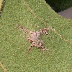 Aleuroplatus coronata