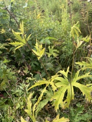 Napaea dioica