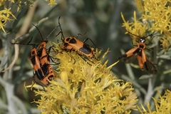 Chauliognathus basalis