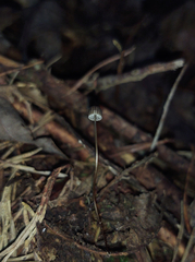 Mycena picta