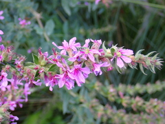 Lythrum salicaria