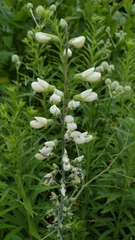 Baptisia alba