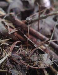 Mycena picta