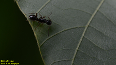Camponotus nipponensis