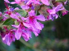 Lythrum salicaria