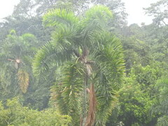 Arecoideae