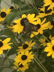Atalopedes campestris