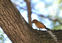 Cyanoloxia brissonii