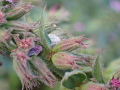 Lythrum salicaria