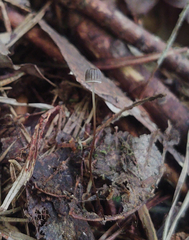 Mycena picta