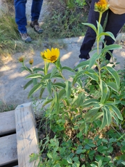 Helianthus pauciflorus