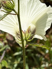 Hibiscus aculeatus