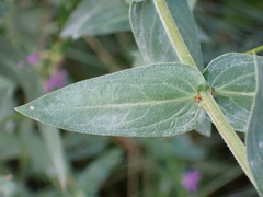 Lythrum salicaria