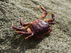 Hemigrapsus nudus