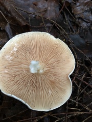 Clitopilus