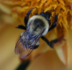 Bombus impatiens