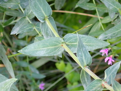 Lythrum salicaria