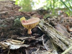 Phylloporus