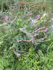 Lythrum salicaria
