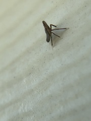 Rhynchomitra