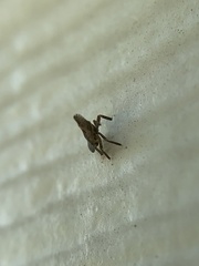 Rhynchomitra