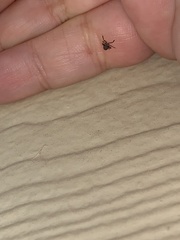 Rhynchomitra