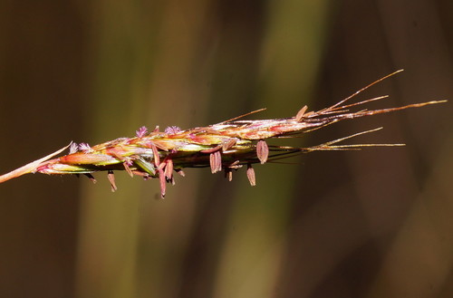 Hyparrhenia rufa