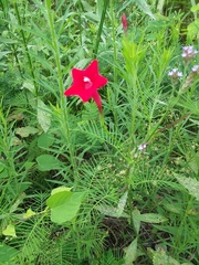 Ipomoea quamoclit