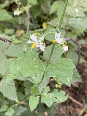 Solanum douglasii