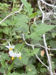 Solanum douglasii