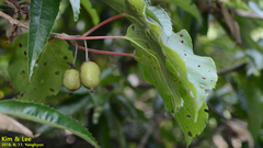 Actinidia