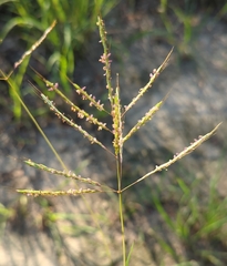 Bothriochloa