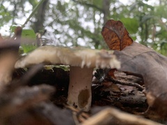 Heterophyllidia