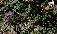 Origanum vulgare