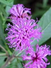 Vernonia