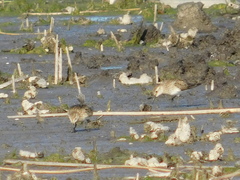 Calidris bairdii