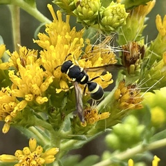 Parancistrocerus declivatus