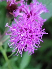 Vernonia